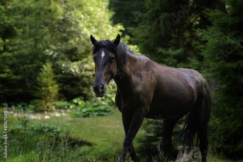 Brown horse walking in the nature © Unknown Unknown1107/Wirestock Creators