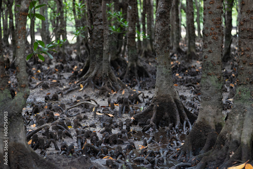 マングローブの原生林