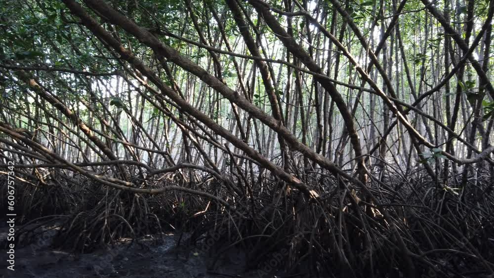 Panoramic Through Dense Mangroves Forest Area Branches Tangles and Roots with Sunlight Coming Through Natural Low Tide Scenary, Bali Indonesia, Southeast Asia Panoramic Through Dense Mangroves Forest Area Branches Tangles and Roots with Sunlight Coming Through Natural Low Tide Scenary, Bali Indonesia, Southeast Asia
