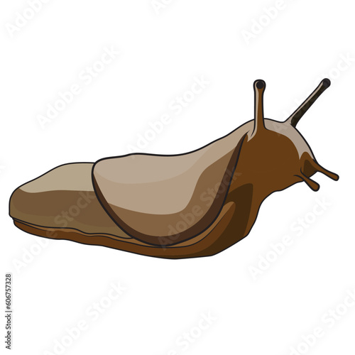 Slug Mollusca gastropods vector image