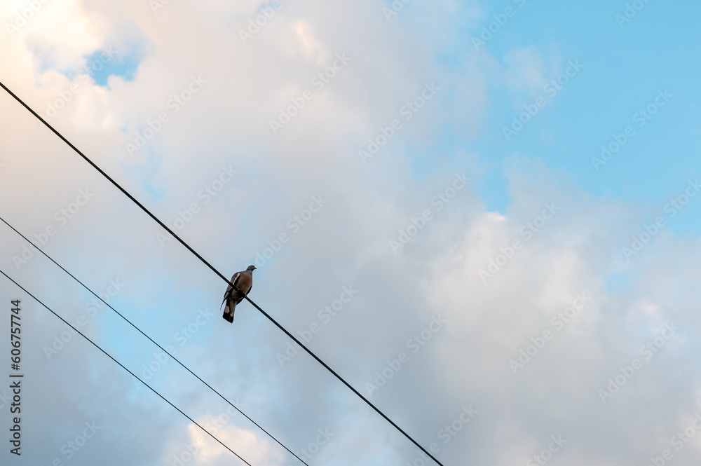 Dove sitting on power line. Pigeon sits on a power line. Dove sitting on power line. Pigeon sits on a power line.