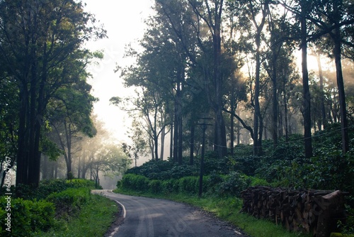 Scenic view of a road surrounded by tall trees on a sunny day, Masinagudi, Tamil Nadu, India