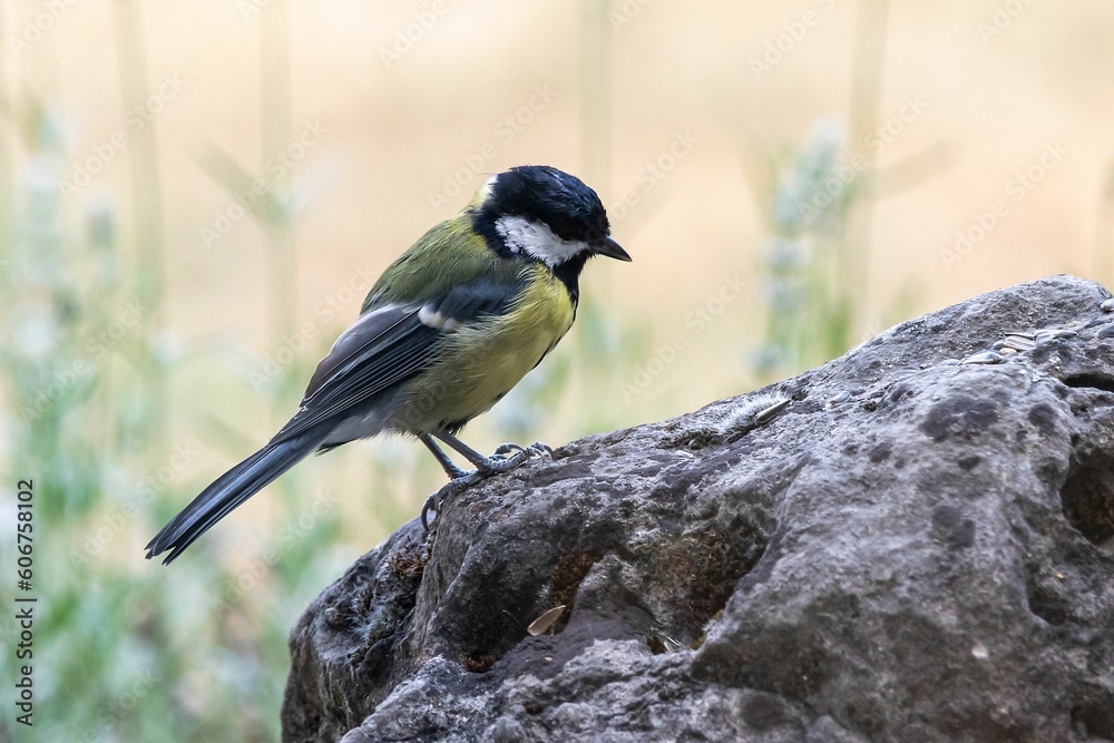 Obraz premium Closeup of a great tit bird perched on a rock in a field with a blurry background