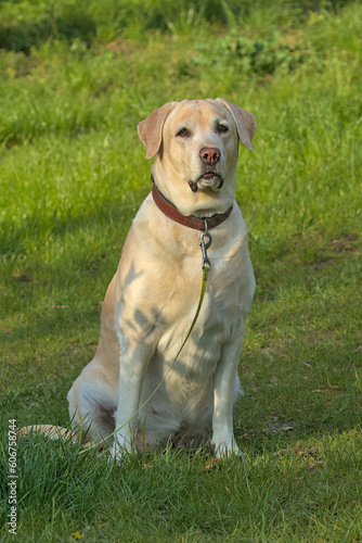 Cute labrador retriever dog walking in the park. Popular dog breed. Pets. Close-up. Place for text.