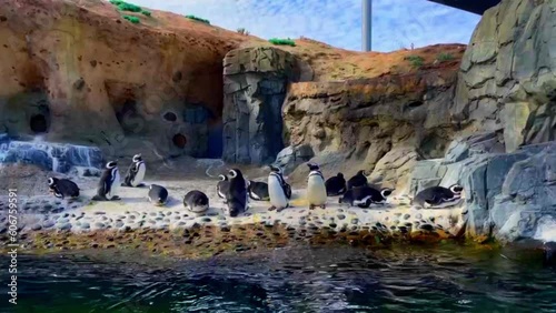 Group of cute penguins in Aquarium of the Pacific in Long Beach California photo