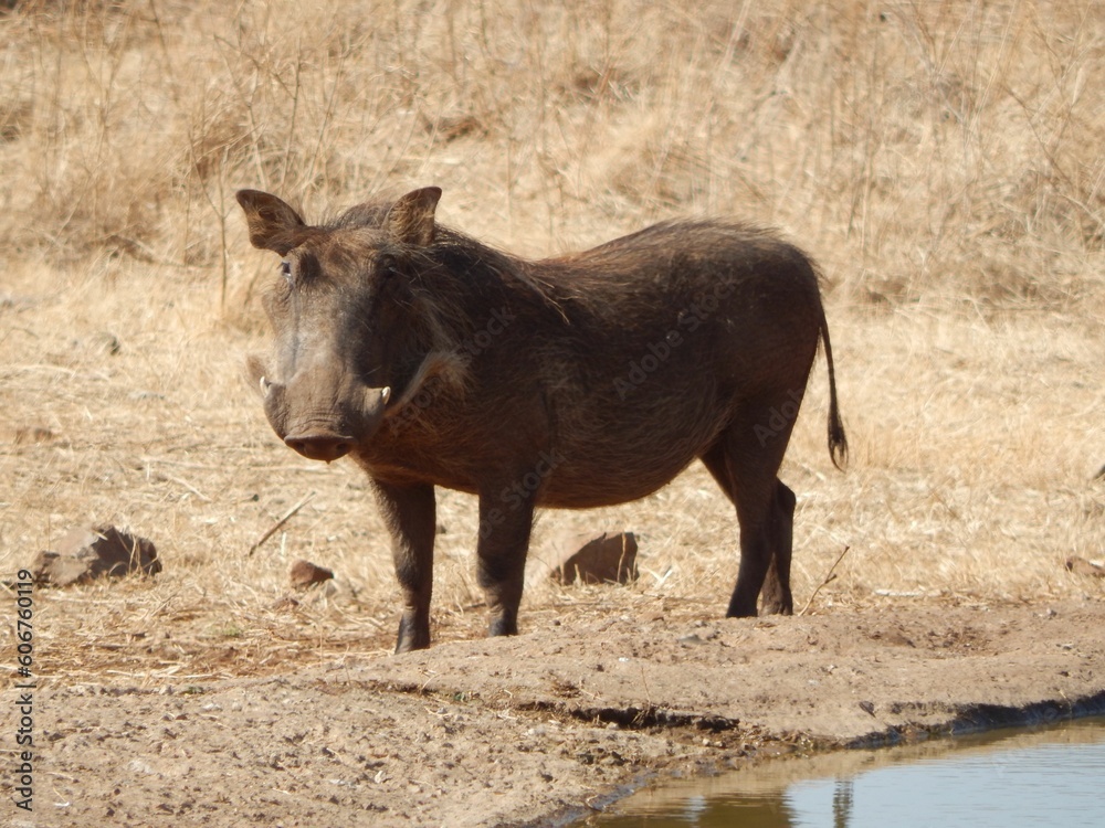 Common warthog grazing by a watering hole Common warthog grazing by a watering hole