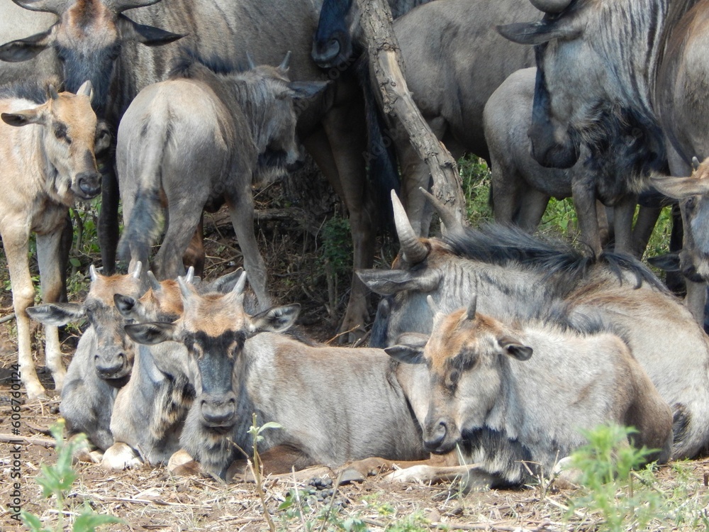 Fototapeta premium Herd of common wildebeests resting on the ground