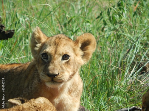 Fototapeta Naklejka Na Ścianę i Meble -  Closeup of furry lioness in its natural habitat