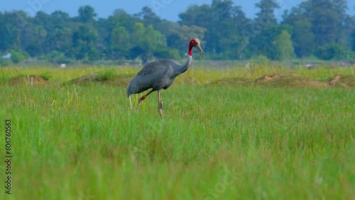 Sarus crane in greenery field photo