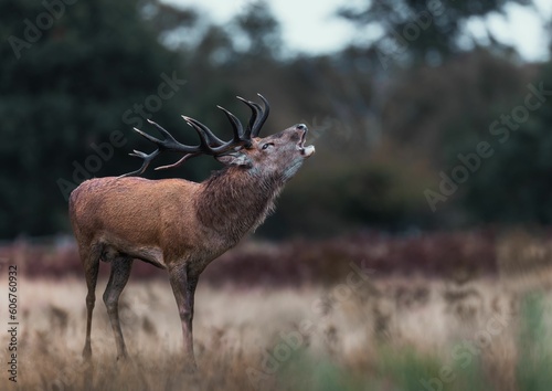 Deer standing with open mouth in field