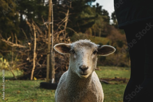 View of a beautiful sheep in a field looking at the camera