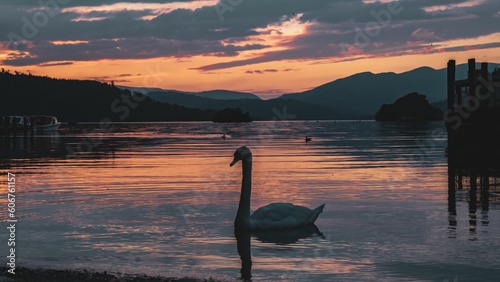 Beautiful white swan on the lake during scenic sunset with rocky mountains in the background