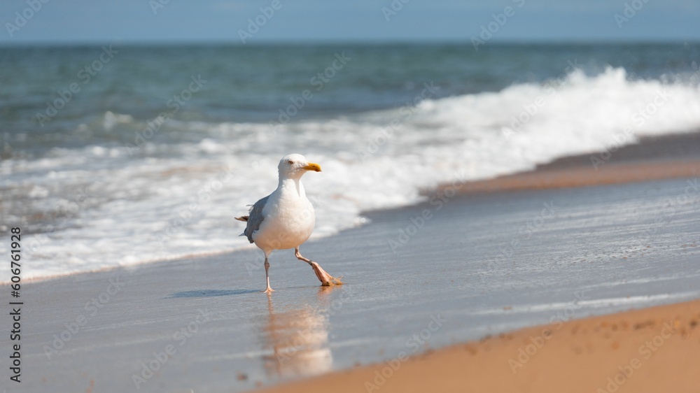 European herring gull on the beach by splash sea waves with sunlight European herring gull on the beach by splash sea waves with sunlight