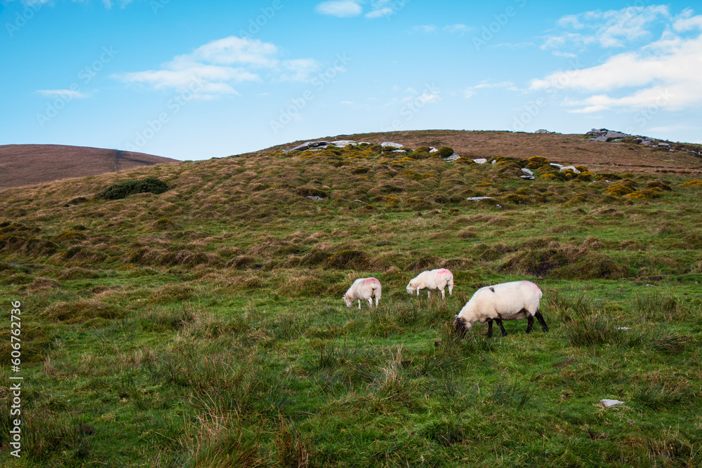 Fototapeta premium Landscape with green grassy meadows and fields and white sheep in Ireland