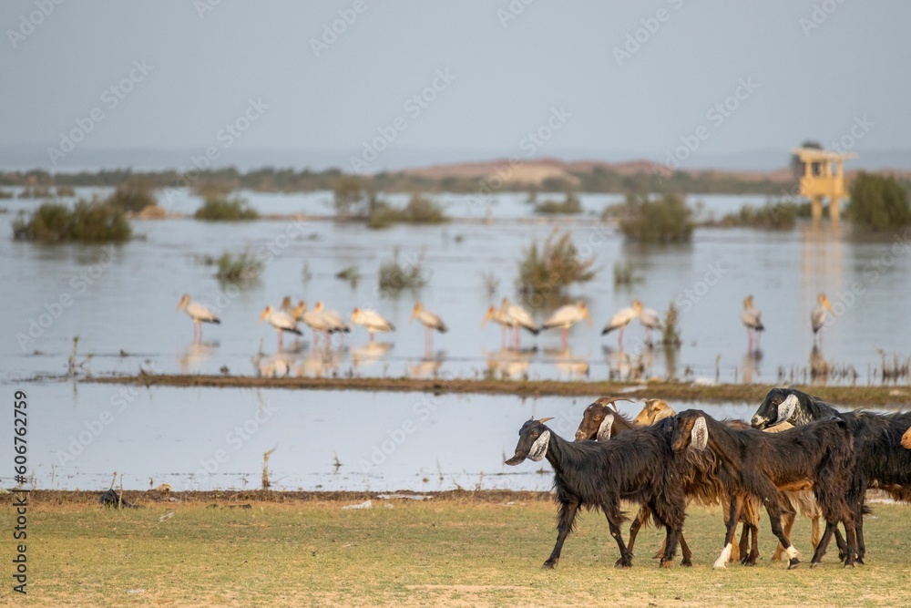 Herd of sheep walking along a deserted river bank Herd of sheep walking along a deserted river bank