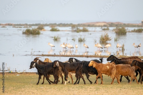Herd of sheep walking along a deserted river bank