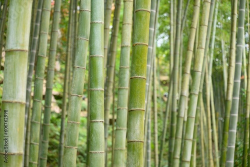 Closeup shot of green bamboo plants in a forest on a summer day, Kyoto, Japan