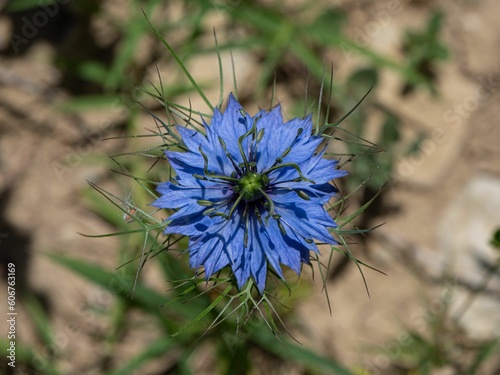 Closeup of blooming blue flower isolated in blurred background