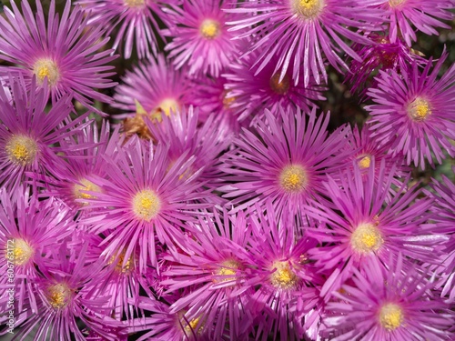 Closeup of blooming pink Aster flowers