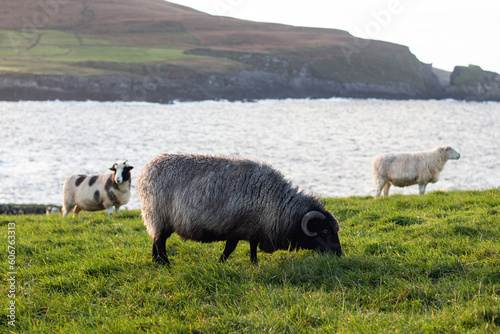 Green hills and meadows in Ireland with sheep and sea in the background