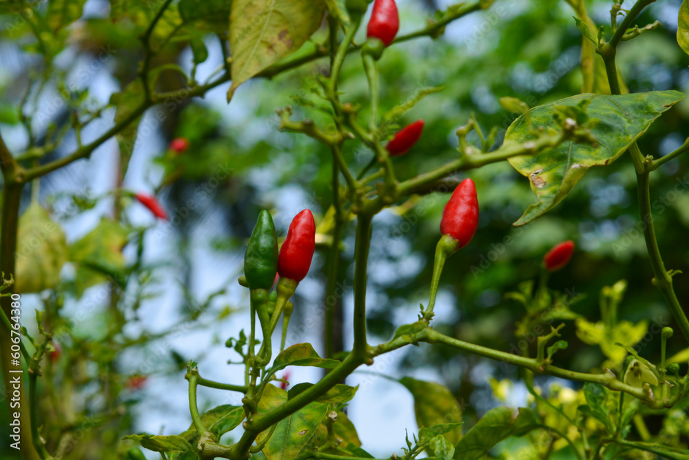 Close up photo of red chilies that are still on the tree are ready to be harvested, very spicy and used for various dishes. Concept for agriculture, spice, urban farming, home gardening, industry.