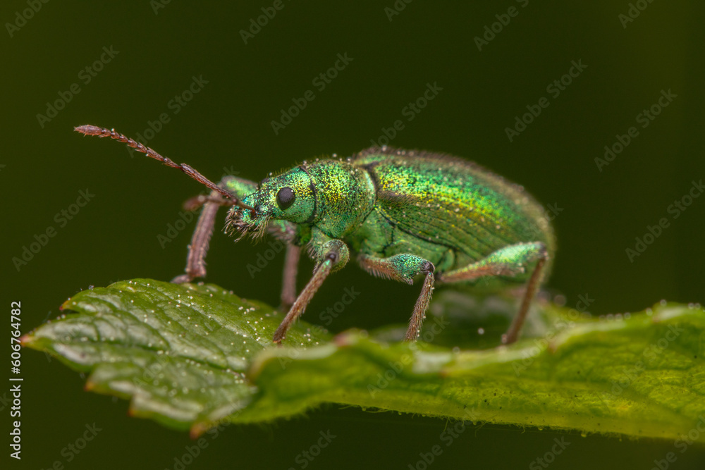 macro close up of green weevil on a leaf macro close up of green weevil on a leaf