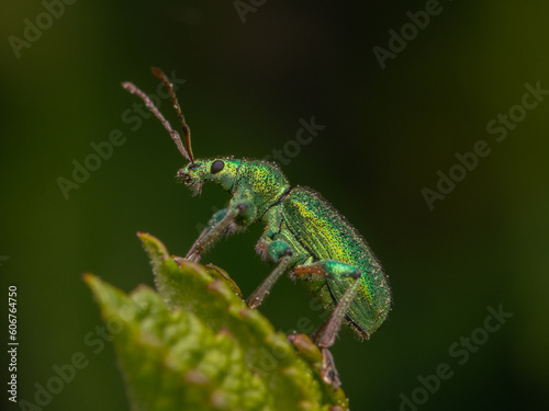 macro close up of green weevil on a leaf