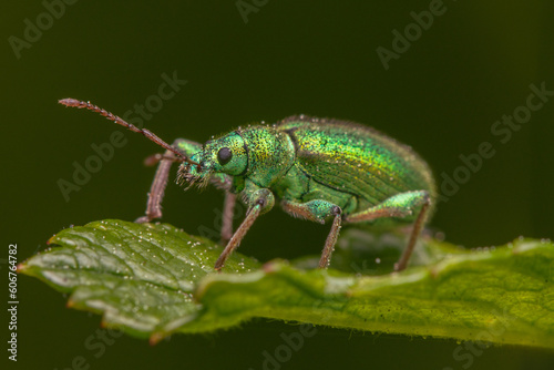 macro close up of green weevil on a leaf