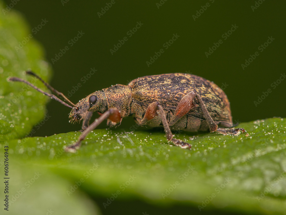 macro close up of gold and black weevil on a leaf