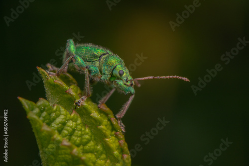 macro close up of green weevil on a leaf