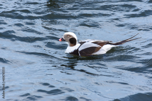 Portrait of male of the long-tailed duck (Clangula hyemalis), oldsquaw - brown-white duck in sea photo