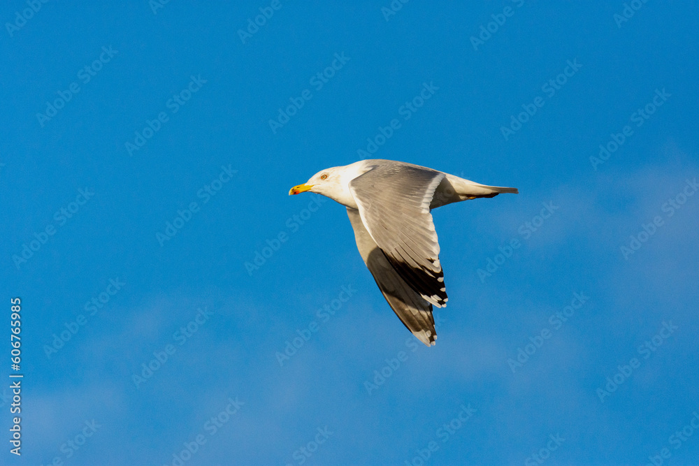 Flying yellow-legged gull (Larus michahellis) - white-grey gull with yellow legs Flying yellow-legged gull (Larus michahellis) - white-grey gull with yellow legs