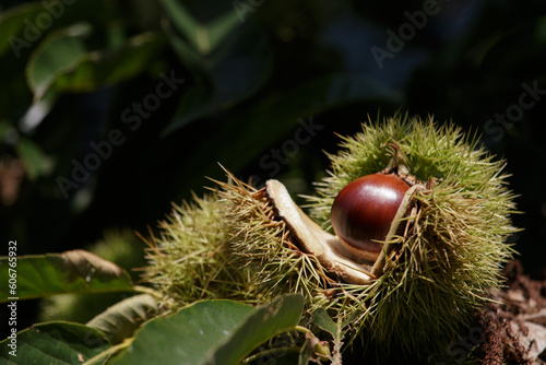 Ripe sweet chestnuts in open husks on tree