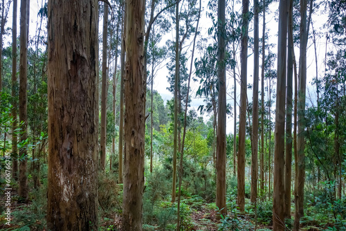 Eucalyptus forest in Galicia  Spain