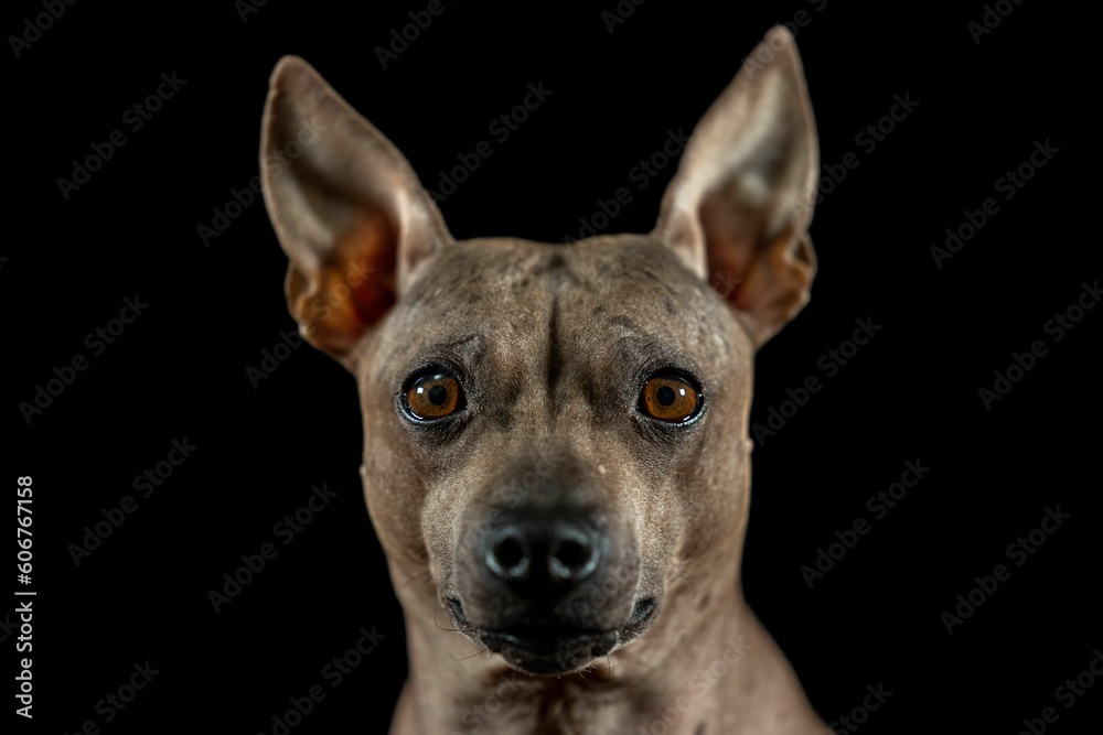 American Hairless Terrier - Close Up American Hairless Terrier - Close Up