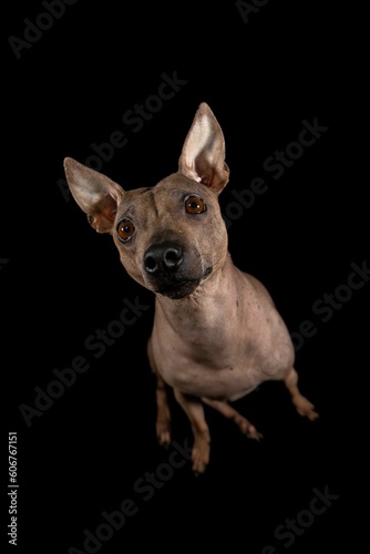 Cheerful American Hairless Terrier stands proudly against a deep black background