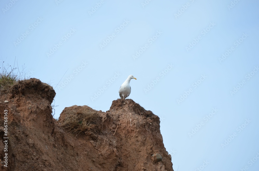 Seagull perching on cliff under blue bright sky Seagull perching on cliff under blue bright sky