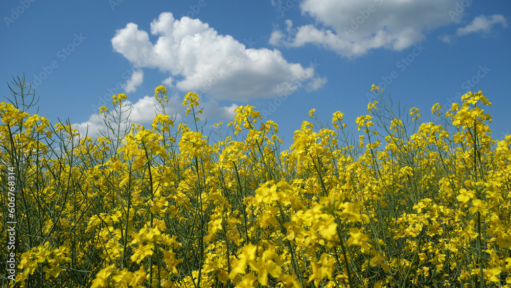 Rapeseed bloom. Honey collection time.
Rapeseed is an industrial crop. Excellent honey plant. Rapeseed bloom. Honey collection time.
Rapeseed is an industrial crop. Excellent honey plant.