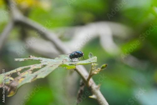 Close-up view of an insect perched on a blue iron pole. with a blurred background. no people.