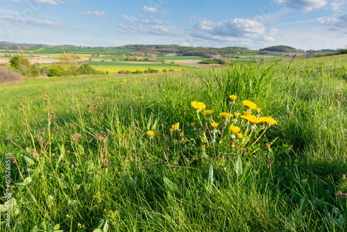 kwiaty mniszka lekarskiego wśród zielonej trawy, w tle pola, łąki, las i pagórki a nag nimi błękitne niebo z obłokami © Andrzej Michaluk