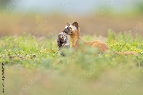 Closeup of a long-tailed weasel with rodent prey. Neogale frenata.