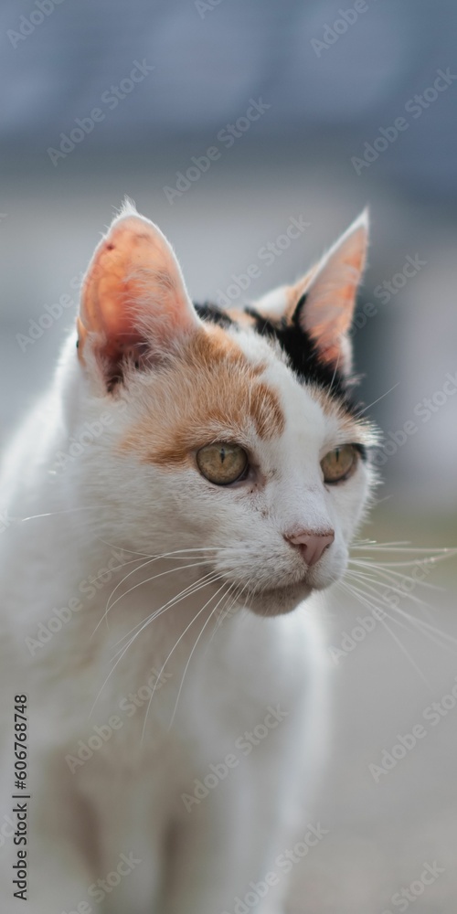 Fototapeta premium Cat with brown eyes looking towards
