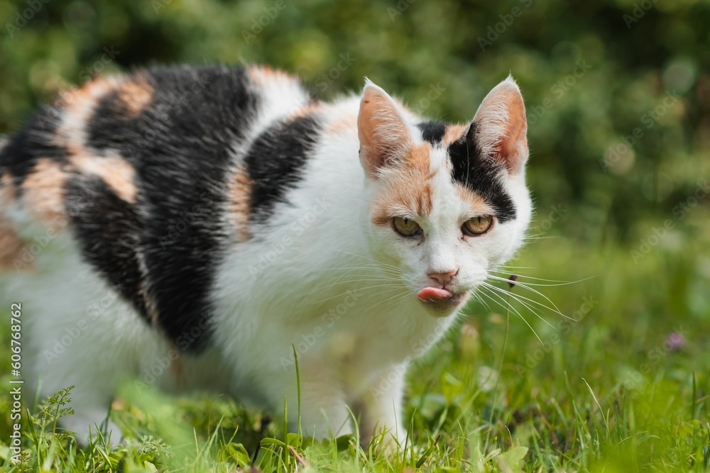 Closeup view of a calico cat on the grass Closeup view of a calico cat on the grass