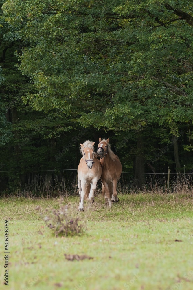 Vertical shot of Haflinger horses in the field. Vertical shot of Haflinger horses in the field.