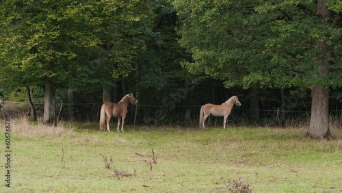 Beautiful view of Haflinger horses in the field.