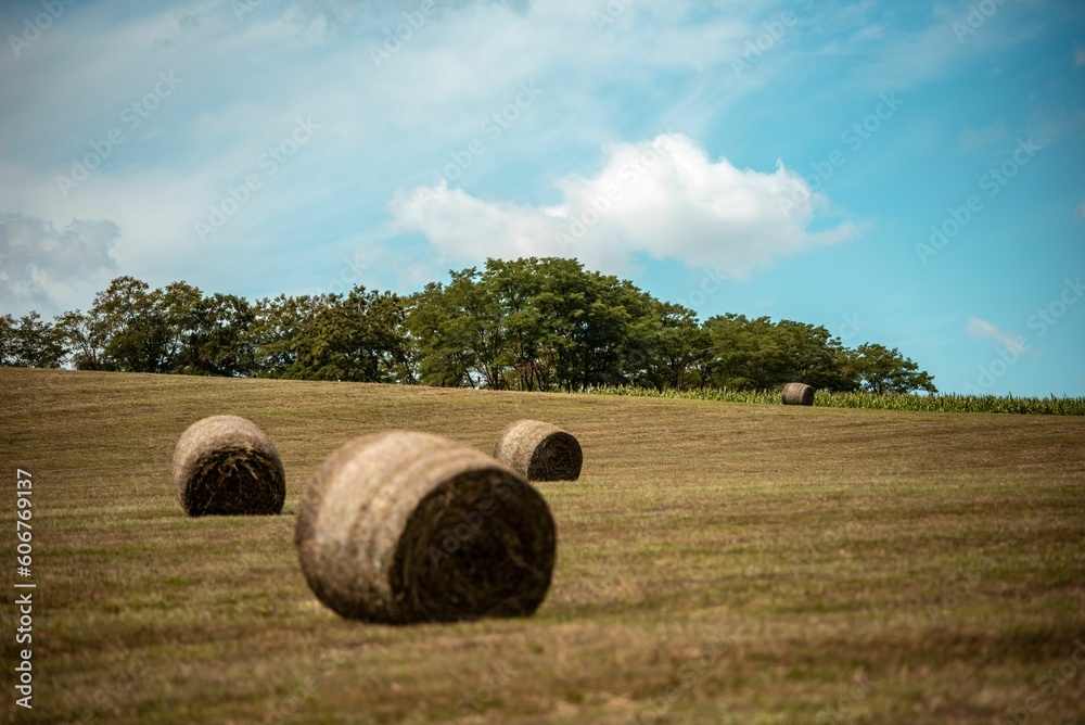 Beautiful view of hay rolls on the meadow grass with trees under blue cloudy sky