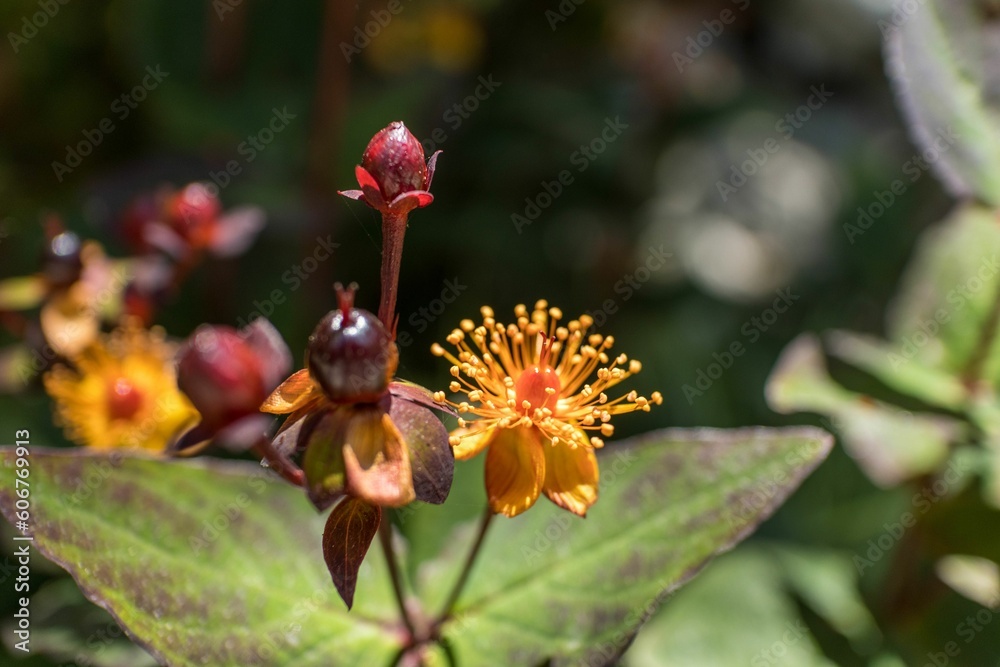 Close-up shot of Hypericums growing in a garden