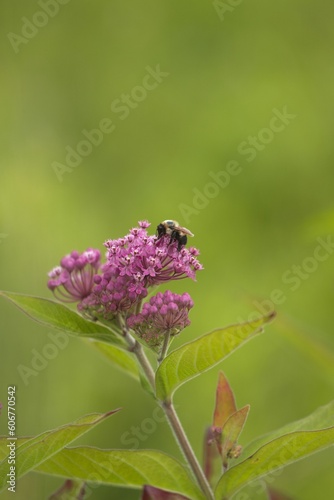 Vertical shot of a bee on a violet milkweed flower plant on a green background photo