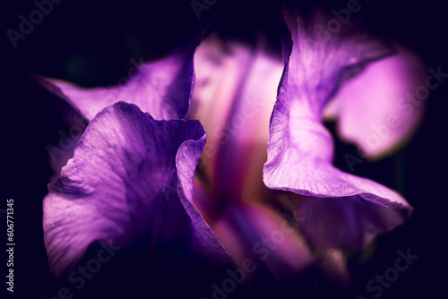 фотографія purple flower