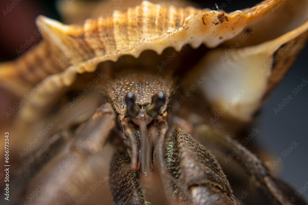 Fototapeta premium Close Up of Big Hermit Crab, Paguroidea , kelomang, Kepompong